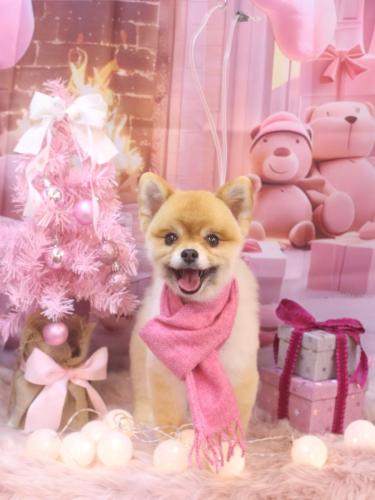 20241220たぬきちくん